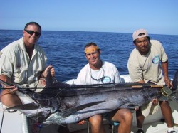 Randall big blue marlin on fly