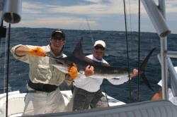 striped marlin on fly