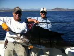 Sailfish on fly